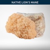 Pekepeke-Kiore (Native Lion's Mane) | Grow Kit